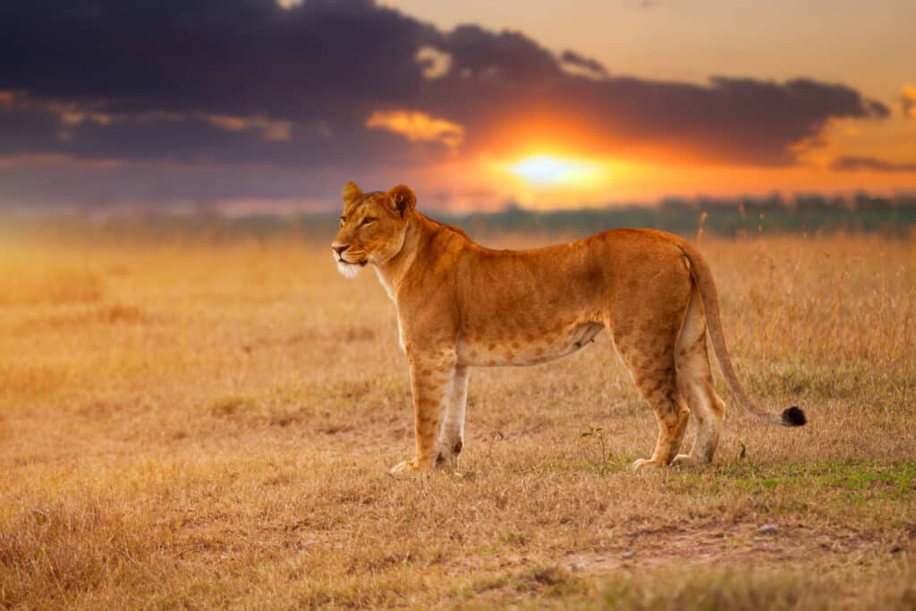 Lioness in the African savanna at sunset. Kenya