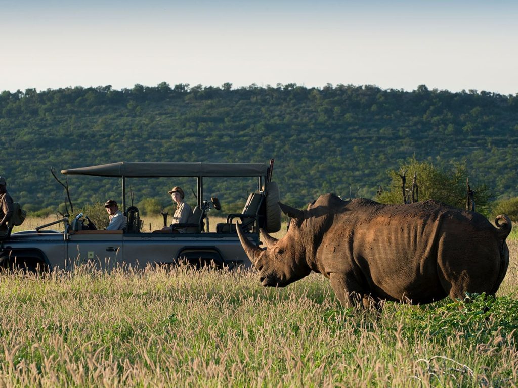Morukuru-Family-Madikwe-Gamedrive-with-white-rhino