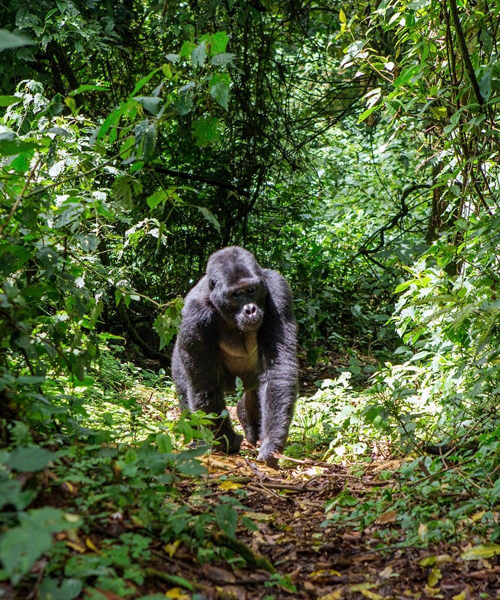 UgandaGorillas101__HERO_shutterstock_355162442