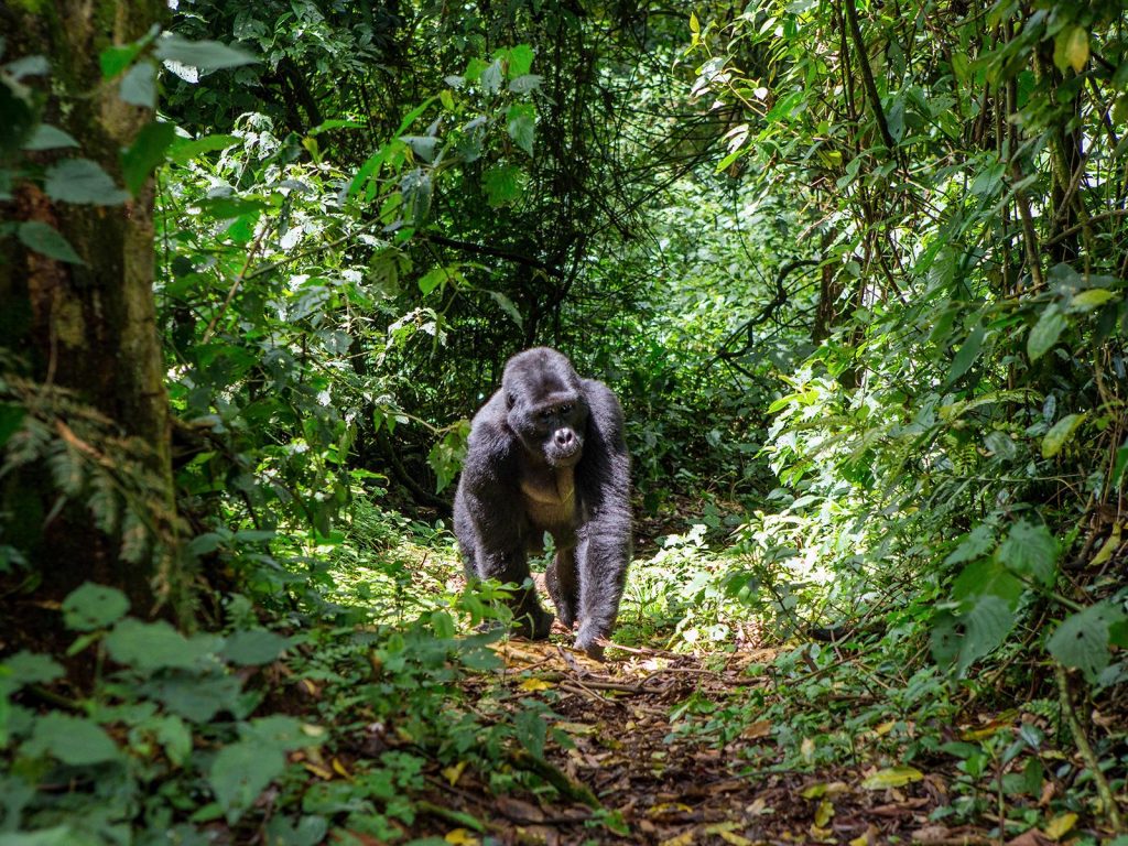 UgandaGorillas101__HERO_shutterstock_355162442