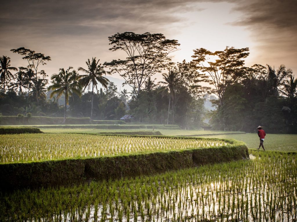 A Balinese rice farmer goes to work early in the morning near Ubud, Bali, Indonesia.