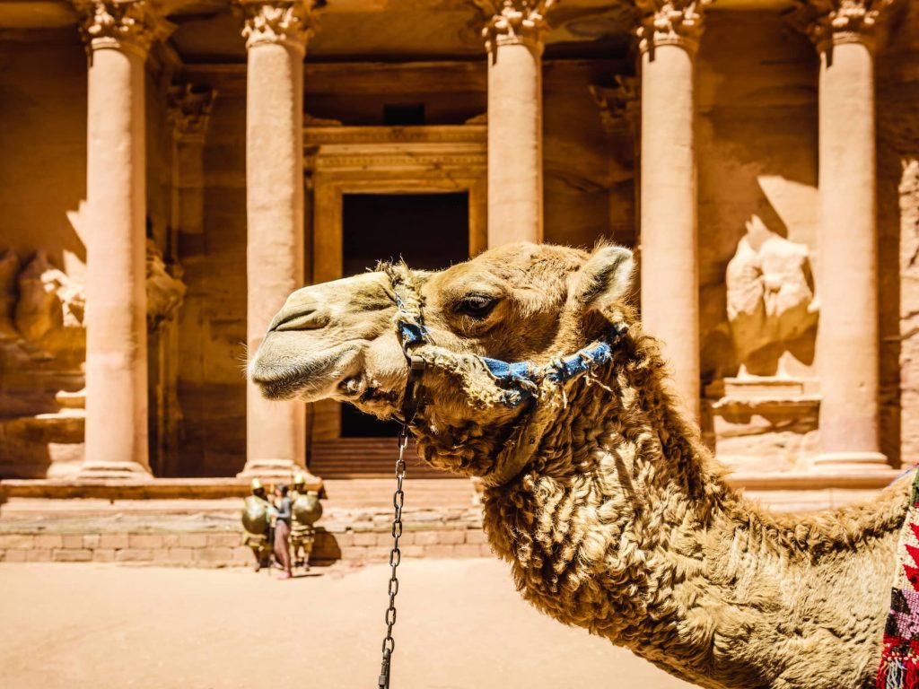 Camel wearing harness by ancient building, Petra, Jordan, jordan