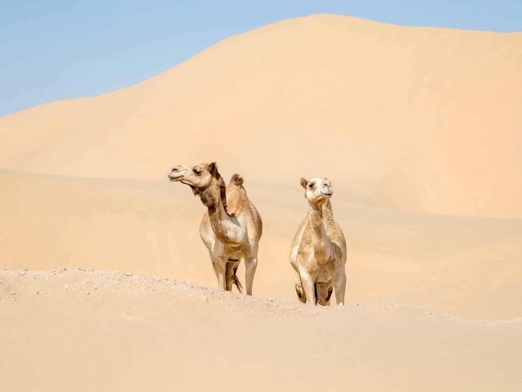 camels-in-the-desert-in-abu-dhabi-2022-11-14-05-04-50-utc