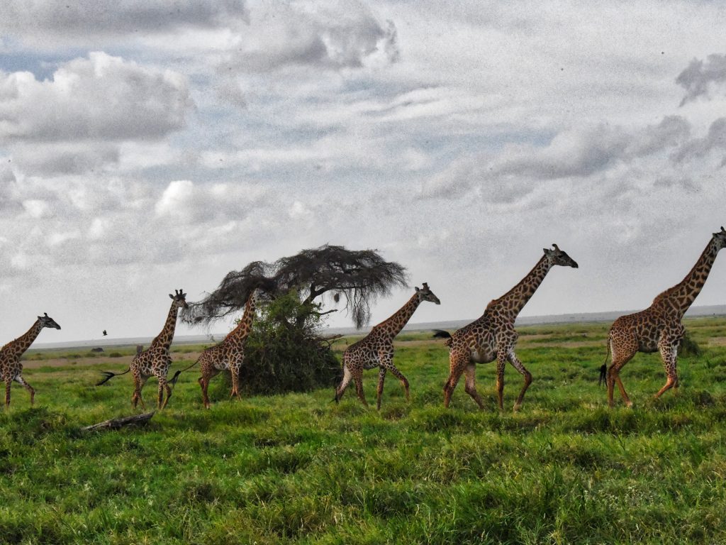 exotic-landscape-of-kenya-africa-2022-11-15-16-32-40-utc