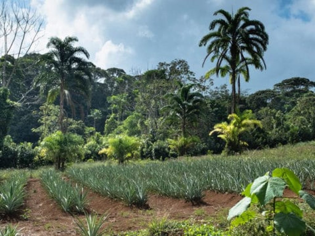 finca-sura-sarapiqui-costa-rica-pascale-dieryck-plantation-768x360