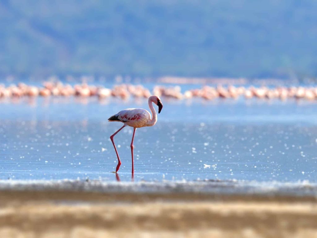 Flock of flamingos wading in the shallow lagoon water. Kenya, Africa