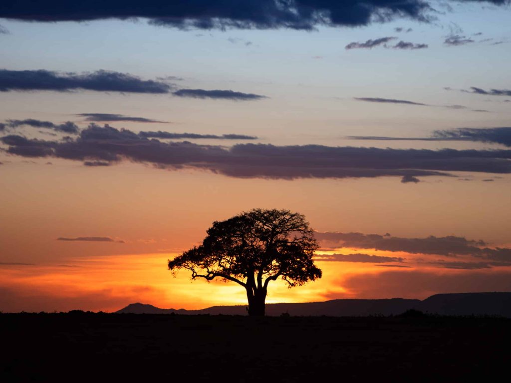 Golden sunrise behind Silhouette tree with beautiful wide open sky in Kenya, Africa