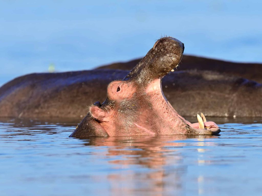 Hippo family (Hippopotamus amphibius) in lake. Kenya, Africa