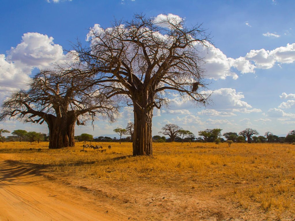 landscape-of-baobabs-in-kenya-africa-2022-11-16-12-26-35-utc