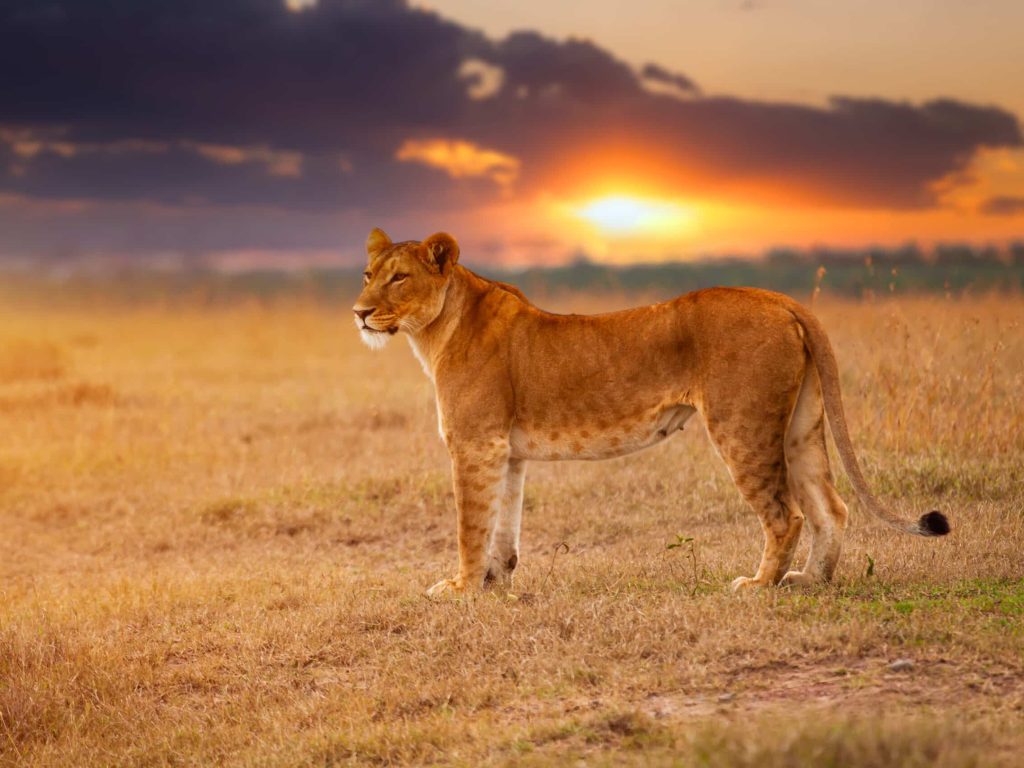 Lioness in the African savanna at sunset. Kenya.