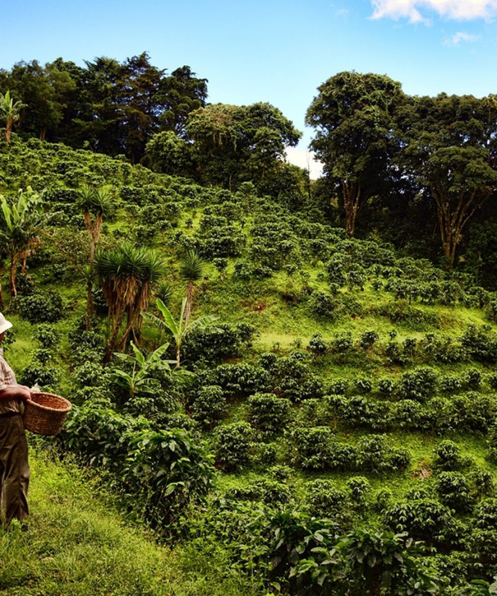 monteverde-coffee-tour-a-2-