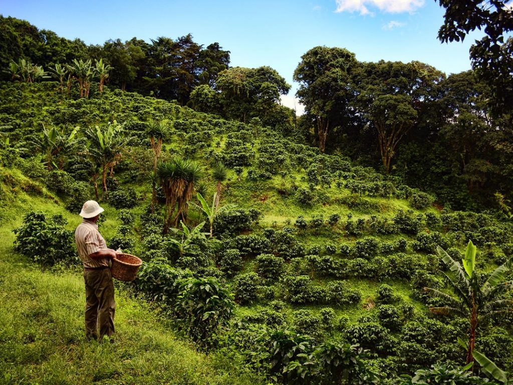 monteverde-coffee-tour-a-2-
