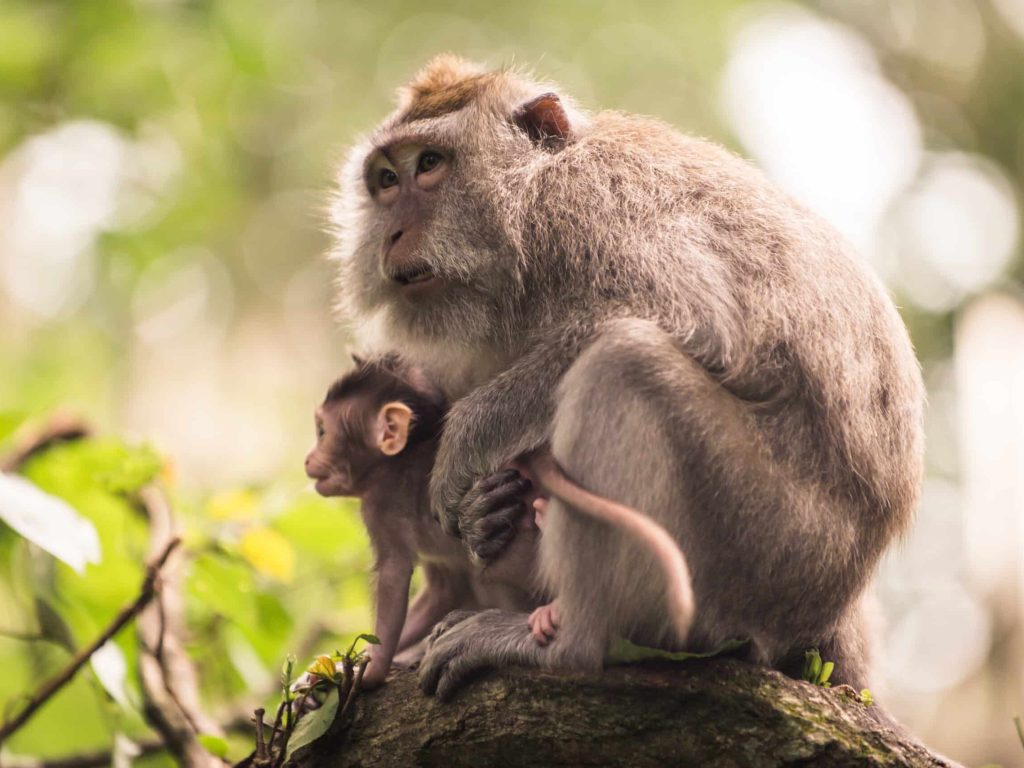 Portrait of an Adult Monkey in Monkey Forest, Ubud, Bali, Indonesia