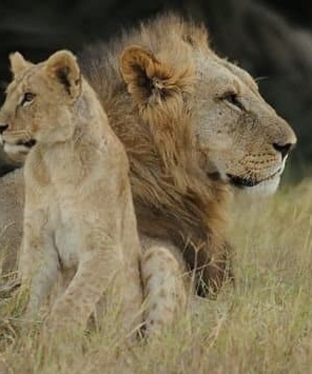 programmen1-kenya-roi-lion-en-famille.jpg.1920x0_q85_format-jpg