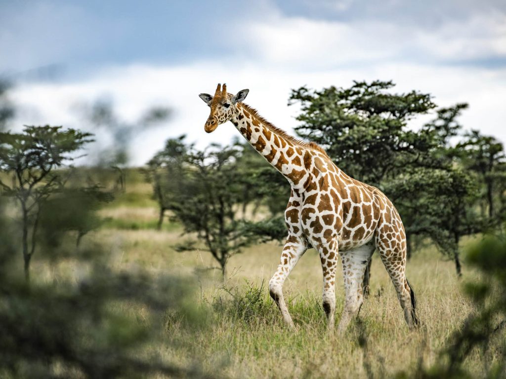 Reticulated Giraffe (Giraffa reticulata) at El Karama Ranch, Laikipia County, Kenya