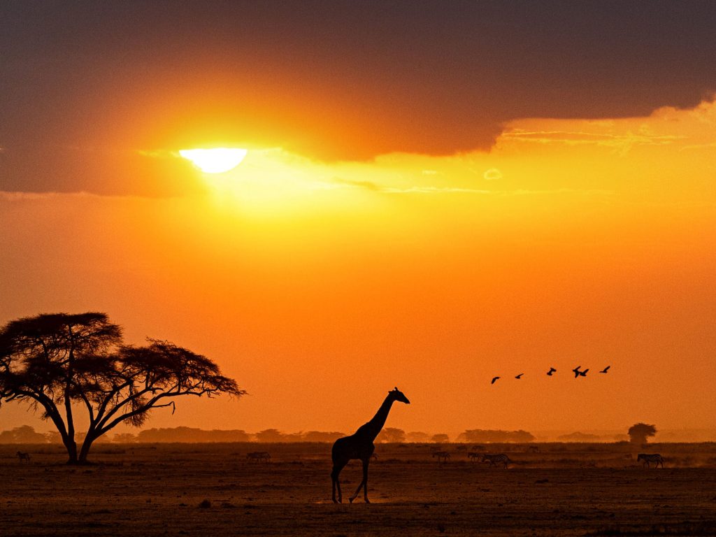 Silhouette of a giraffe walking through a field in Kenya, Africa at golden sunset hour.