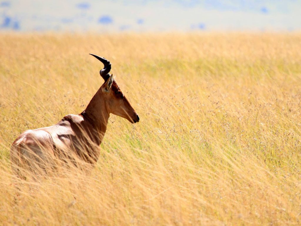 Topi - Maasai Mara National Park in Kenya, Africa