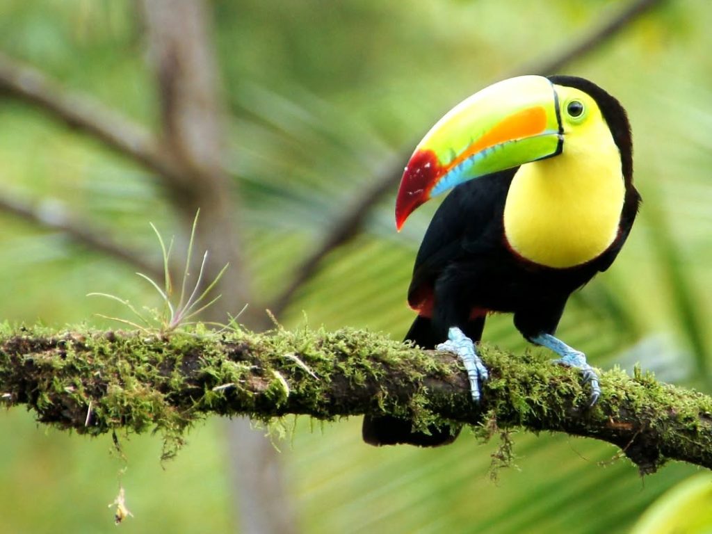 toucan