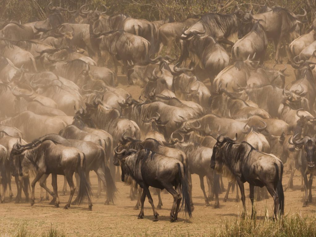 Wildebeests, Kenya
